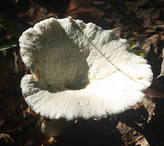 Russula da identificare